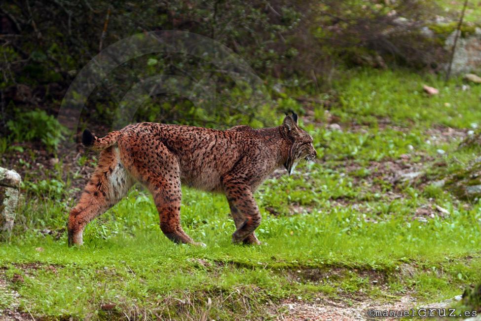 Lince ibérico (Lynx pardinus)